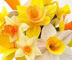 Load image into Gallery viewer, Crepe Paper Daffodils with K.MARIE on Saturday March 22nd 11-2 pm
