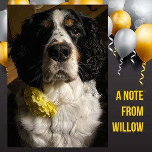 A Note from Willow-Buddy “The CEO’s” Birthday